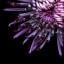 Chrysanthemum. | Фотография цветов, Цветы, Фиолетовые цветы