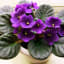 African Violets: Tips For Feeding, Propagating & More - Quiet Corner