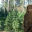 Marijuana and Bigfoot - Does Bigfoot Like a Big Fatty?