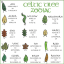 celtic birth tree calendar | Tumblr | Celtic tree astrology, Celtic, Celtic myth