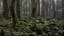 15 Eerie Facts About Japan's Suicide Forest