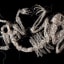 Crocheted Skeletal Figures Preserved Behind Glass by Caitlin McCormack