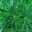 Cedar of Lebanon (Cedrus libani) - Description, Care & Uses