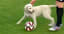 Watch this very good dog invade a pro soccer match