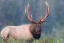 Majestic Roosevelt Elk[Vancouver Island]