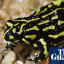 Friskier frogs: endangered species gets a sex appeal boost