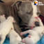 Stray pregnant pittie was desperate for someone to save her — watch her become the best mom to 6 gorgeous babies ♥️