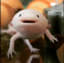 Axolotls are carnivorous. Does this look like the face of mercy to you?