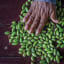 Meet the Farmer Shaking Up the Guatemalan Cardamom Trade