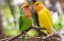 Lovebird - Personality and intelligence,Food Diet & Care and Facts