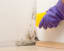 Myths About Mold Remediation Busted