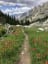 A Walk Through the Flowers. Wind River Range; Continental Divide Trail; Wyoming; USA