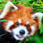 Red Pandas - Facts, Diet & Habitat Information