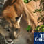 Endangered Florida panther threatened by development project, experts say