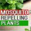11 Mosquito Repellent Plants