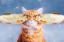 Kotleta the Ginger Cat's Majestic Journey - by Kristina Makeeva