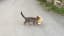 An Enterprising Cat Seeking Companionship Borrows a Plush Tiger From His Neighbor's Yard