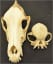 Common knowledge, but it still blows me away every time. Pug skull vs borzoi skull. Same species.