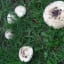 Could 'Bionic Mushrooms' Be the Future of Renewable Energy?