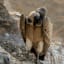 Disappearing Vultures from India