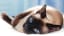 Siamese Cat - Breed Temperament & Health