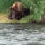 Grizzly Bear catches a fish
