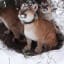 Watch: How Mountain Lion Mothers Care for Their Kittens