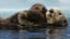 Four important lessons from a sea otter