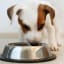 Certain dog food recalled over toxic levels of vitamin D