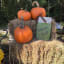 Hay bales and pumpkins