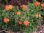 Pelargonium 'Black Velvet Scarlet' | plant lust