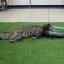 How 3D Printing Helped Mr. Stubbs, The Tailless Alligator