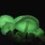 Glow in the dark mushrooms - new species discovery - incredible timelapse!