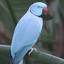 Blue-necked parakeet - ( simplex Geoffroyus ) Parakeet