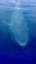 Leviathan: the Blue Whale!