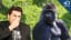 How Gorillas Communicate Using Body Odor!