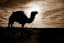 During Uncertain Times, Your Startup Should be a Camel, Not a Unicorn. Here's How to Be Prepared.