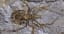 This giant spider fossil will no longer haunt your nightmares because it's a big ol' fake