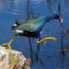 Birds of Florida: Fabulous Bird Photography by Andrea Pico Estrada