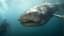 Megamouth Shark - Fascinating Facts About The Enormous Mouth Sea Creature