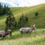 Bighorn Sheep Grazing In Mountain Meadow by Amy Sorvillo