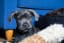 Top 100 Italian Dog Names for Cane Corso Puppies