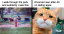 This Online Group Is Sharing The Best Cat Posts, Jokes, And Memes (50 Pics)