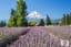 5 of America’s Most Unique Lavender Fields and Farms