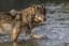 Some Wolves in British Columbia are known as “sea wolves” and they swim several miles every day to find food. As much as 90% of their diet comes from the sea. They have a distinct DNA that sets them apart from other wolves.