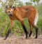 This is a Maned Wolf. However, it is neither a fox nor a wolf. It is the only species in the genus known as Chrysocyon.
