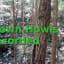 Unknown Howls Recorded in Kentucky