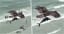 Real-Life Sharknado Moment As Massive Bird Spotted Carrying Big Fish In South Carolina