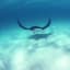 Graceful Beauty of a Manta Ray and Entourage