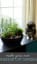 How to Make an Indoor Garden for Cats - Your Purrfect Kitty